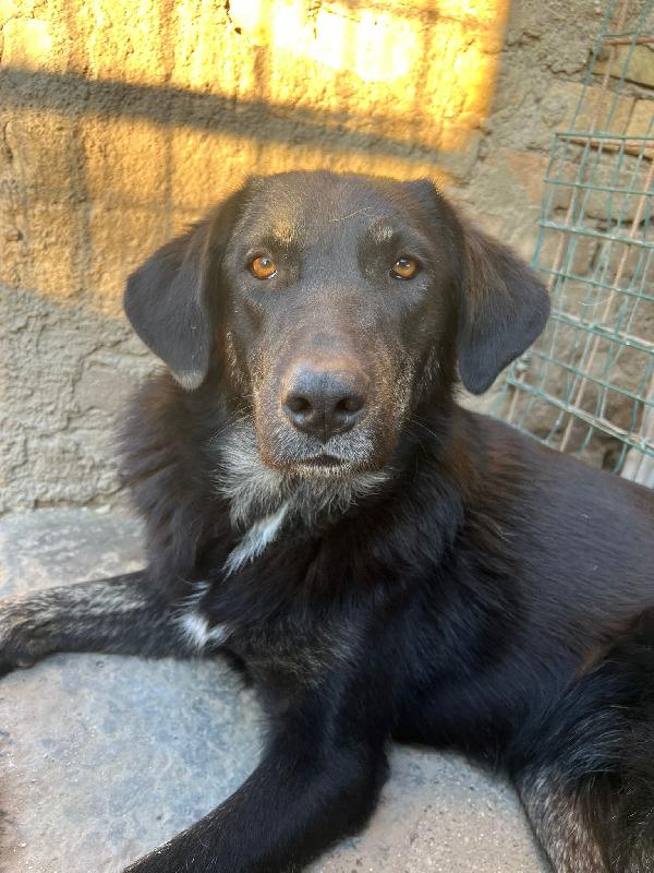 Montana cucciolotta dal carattere tranquillo Foto 7